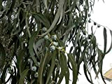 Eucalyptus globulus, Tasmanian Blue Gum, Arbre 50 graines (Fast Parfumée à feuilles persistantes)