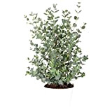 Eucalyptus gunnii - Gommier - Arbuste - Persistant - ⌀17 cm - ↕40-50 cm