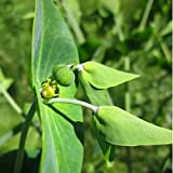 Euphorbia Lathyris - Euphorbe épurge, Herbe à taupe Godet 9x9cm