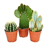 exotenherz - 3 cactus plus gros différents dans un ensemble, pot de 12cm, env. 15-28cm de haut