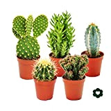 exotenherz - 5 different Cactus - small collection - 5,5cm