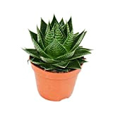 exotenherz - Aloe Cosmo - Aloe sphérique - Pot de 12 cm - Plante d'intérieur succulente