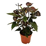 exotenherz - Anthurium andreanum"Black Karma" - with black flower in 12cm pot
