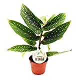 Exotenherz - Bégonie Ailes d'ange - Bégonia Angel Wings - Feuilles vertes - Mini plante en pot de 5,5 cm.