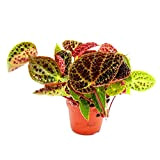 Exotenherz - Bégonie sauvage - Begonia ferox - Plante à feuilles spectaculaire - Rarité - Pot de 12cm