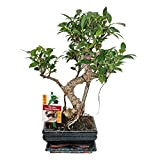 exotenherz - Fig chinois de bonsaï - Ficus retusa - 6ans