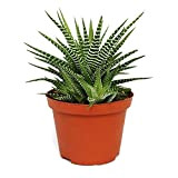 exotenherz - Haworthia fasciata"Big Band" - plante en pot de 10,5 cm