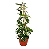 exotenherz - Hoya carnosa - Fleur de porcelaine - Fleur de cire - Pyramide 17cm