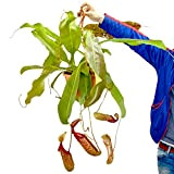 Exotenherz - Nepenthes maxima - Plante géante à pot - Feu