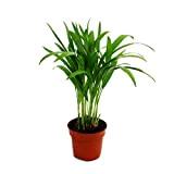 Exotenherz - Palmier de fruits dorés - Areca - Dypsis lutescens - 1 plante - Facile d'entretien - Purifiant l'air ...