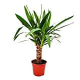 Exotenherz - Palmier Yucca - 1 plante - Facile d'entretien - Purifiant à l'air - Pot de 14 cm