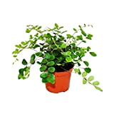 Exotenherz - Pellaea rotundifolia – Pellaea ou fougère – Pot de 9 cm.
