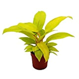 Exotenherz - Philodendron Lemon Lime – Amour d'arbre jaune vif – Pot de 12 cm