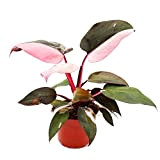 Exotenherz - Philodendron Pink Princess - Ami des arbres rose/noir - Pot de 12 cm
