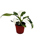 Exotenherz - Philodendron White Princess – Blanc et vert arbre – Pot de 12 cm