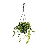 Exotenherz - Plante d'intérieur à suspendre – Hoya curtisii – Fleur de cire 14 cm