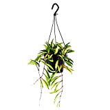 Exotenherz - Plante d'intérieur à suspendre - Hoya wayetii tricolor - Fleur de cire de 14cm