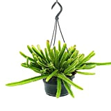 exotenherz Plante d'intérieur à suspendre - Hylocereus undatus - Fruit du dragon - Pitahaya - 14 cm de feu - ...