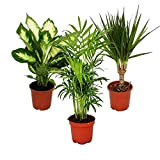 Exotenherz - Plantes d'intérieur et plantes vertes faciles d'entretien – Purifie l'air dans un pot de 10 à 12 cm ...