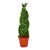 exotenherz - Sansevieria cylindrica"Twister", twisted, curve hemp, mother-in-law tongue