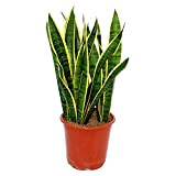exotenherz - Sansevieria trifasciata - 19cm pot - total height: 55-65cm