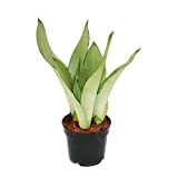 exotenherz - Sansevieria trifasciata"Moonshine" - Pot de 12 cm - Pot de plante succulente