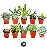 exotenherz - Set of 10 different succulent plants - 5,5cm pot Set