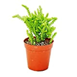 Exotenherz - Succulente – Crassula lycopodioïdes – Queue de souris – en pot de 5,5 cm