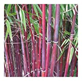 Exotic Plants Himalayacalamus falconeri - Bambou Rouge - 10 graines