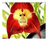 Exotic Plants Orchidée Visage de Singe Rouge - 20 graines
