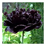 Exotic Plants Papaver paeoniflorum Black Peony - Pavot Noir à Fleurs de Pivoi - 100 graines