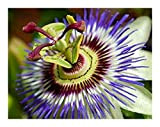 Exotic Plants Passiflora incarnata - Passiflore - 3 graines