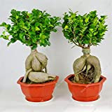 exotique bonsaï Banyan Tree Graines de bureau Ficus ginseng de graines, vivaces Ficus Microcarpa le taux de 95% en herbe ...
