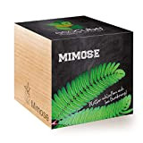 Feel Green 296329 Ecocube Mimose, Feuilles se Ferment au Toucher, idée Cadeau Durable (100% Eco Friendly), kit de Culture, Plantes ...