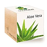 Feel Green Ecocube Aloe Vera Idée de Cadeau Durable (100% Ecofriendly), Grow Your Own/Culture, Plantes dans la Vague en Bois, ...