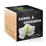 Feel Green Ecocube Arbre À Orchidées, L’Arbre Fleurit Comme Une Orchidée, Idée Cadeau (100% Ecologique), Grow-Your-Own/Kit Prêt-à-Pousser, Plantes Dans Des ...