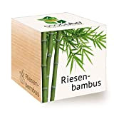 Feel Green Ecocube Bambou, idée cadeau durable (100 % Ecofriendly), Grow Your Own/Culture, plantes dans la vague en bois, fabriqué ...