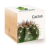 Feel Green Ecocube Cactus Exotics, Idée Cadeau (100% Ecologique), Grow-Your-Own/Kit Prêt-à-Pousser, Plantes Dans Des Cubes En Bois 7.5cm, Produit En ...