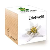 Feel Green Ecocube Edelweiss Idée Cadeau Durable (100% Ecofriendly), Grow Your Own/Culture, Plantes dans la Ceinture en Bois, fabriqué en ...