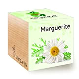 Feel Green Ecocube Marguerite, Idée Cadeau (100% Ecologique), Grow-Your-Own/Kit Prêt-à-Pousser, Plantes Dans Des Cubes En Bois 7.5cm, Produit En Autriche