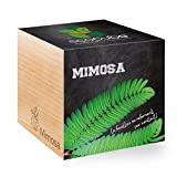 Feel Green Ecocube Mimosa, Le Feuilles Se Referment Par Contact, Idée Cadeau (100% Ecologique), Grow-Your-Own/Kit Prêt-à-Pousser, Plantes Dans Des Cubes ...