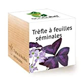 Feel Green Ecocube Trèfle À Feuilles Séminales (Love Plant), Idée Cadeau (100% Ecologique), Grow-Your-Own/Kit Prêt-à-Pousser, Plantes Dans Des Cubes En ...