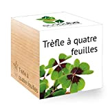 Feel Green Ecocube Trèfle À Quatre Feuilles, Idée Cadeau (100% Ecologique), Grow-Your-Own/Kit Prêt-à-Pousser, Plantes Dans Des Cubes En Bois 7.5cm, ...