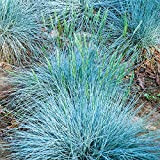 Fétuque bleue Festuca glauca 'Intense Blue' | Herbes de jardin à feuilles persistantes | Plante arbuste en pot