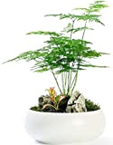 Feuille de fougère Plumosus Asparagus Graines de fougère 6+ Facile à cultiver Grande plante d'intérieur
