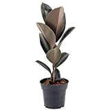 Ficus Abidjan Caoutchouc Hévéa Plante d'intérieur pour Maison ou Bureau (de 30 à 40 cm avec pot)