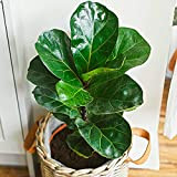 Ficus Bambino - Figuier Lyre | Plante en Cadeau pour Maison ou Bureau | 30-40 cm en Pot