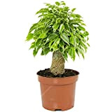 Ficus benjamina Panaché Kinky Figuier Pleureur Plante de Maison d'intérieur en Pot 14 cm