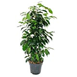 Ficus benjamini"Danielle" - 17cm pot