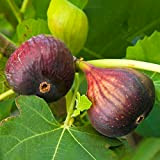 Ficus Brown Turkey | Arbre Fruitier Figuier Robuste | Plante en Pot d'Extérieur 20-30 cm